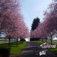 Marhbteen